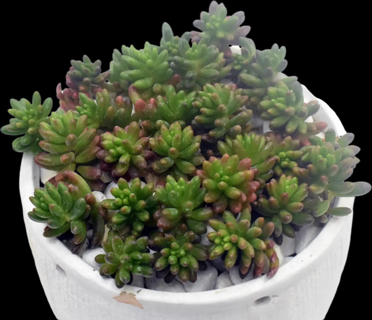 SEDUM JELLY BEAN