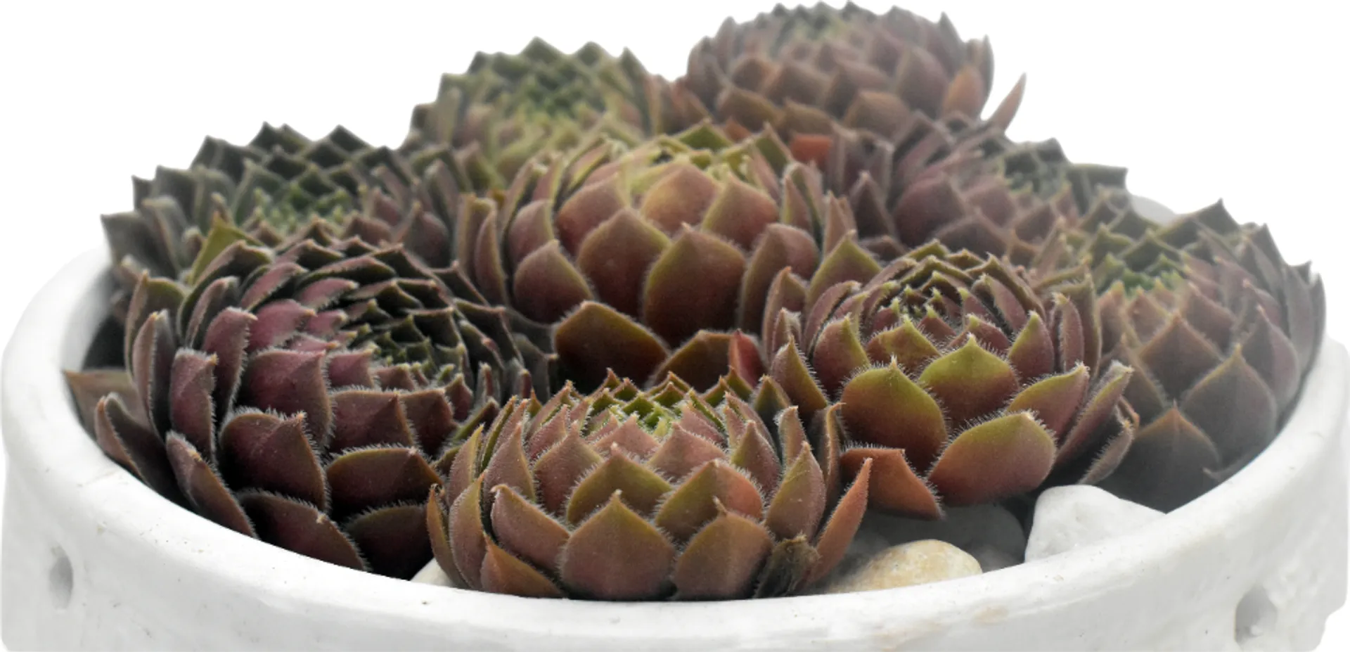 SEMPERVIVUM DEA
