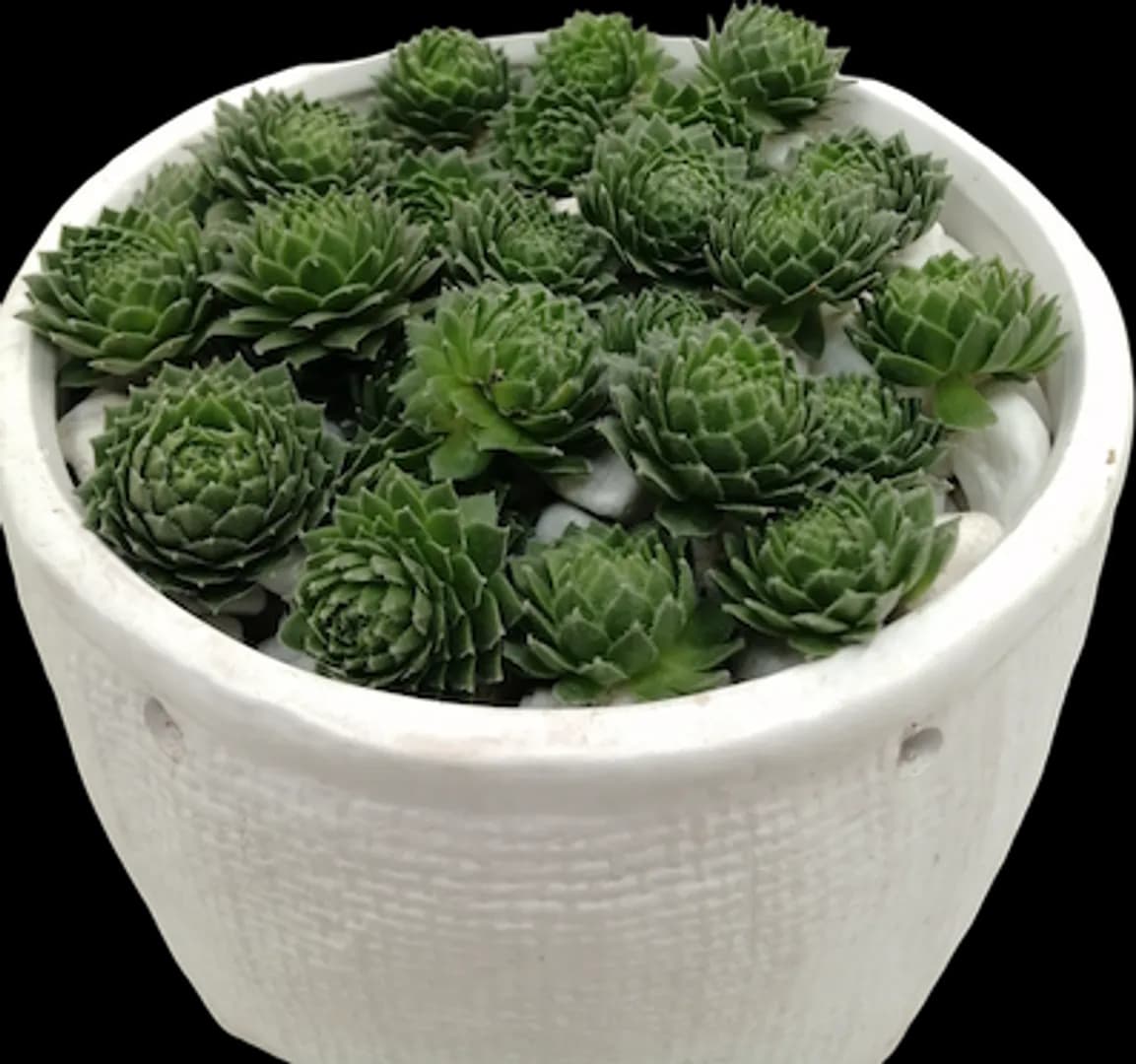 SEMPERVIVUM GREEN WHEEL