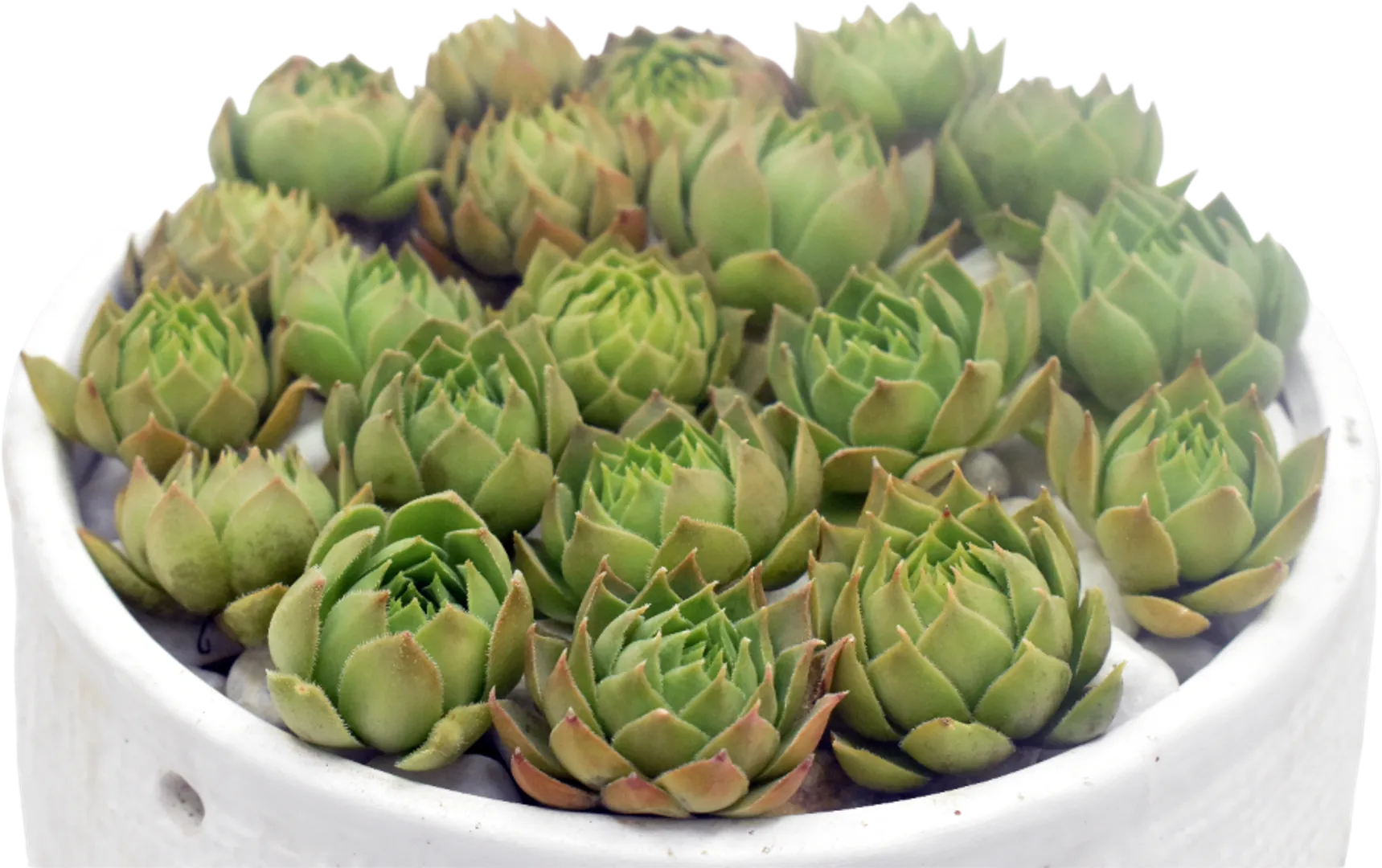 SEMPERVIVUM HOPEWELL