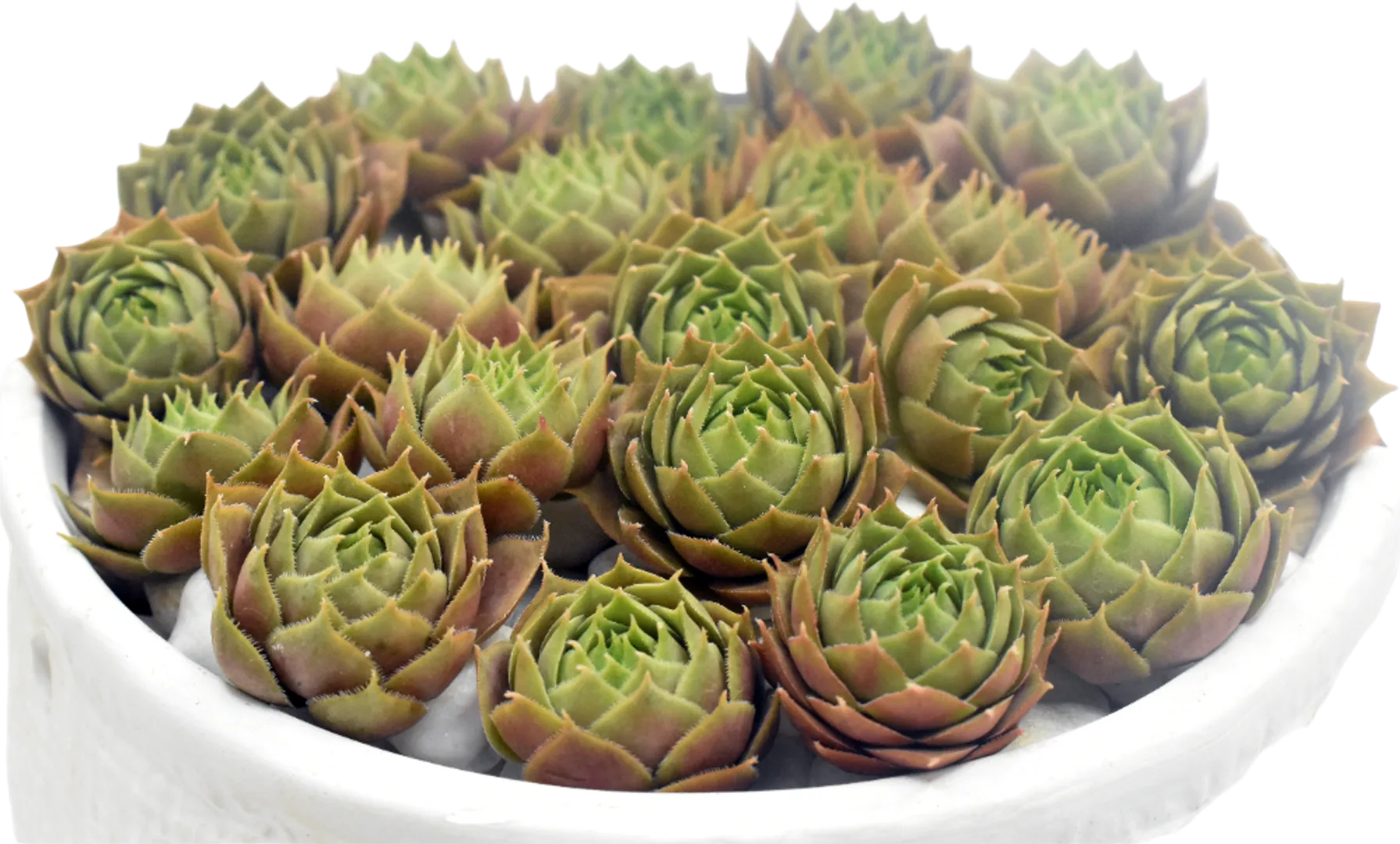 SEMPERVIVUM PURPLE BEAUTY