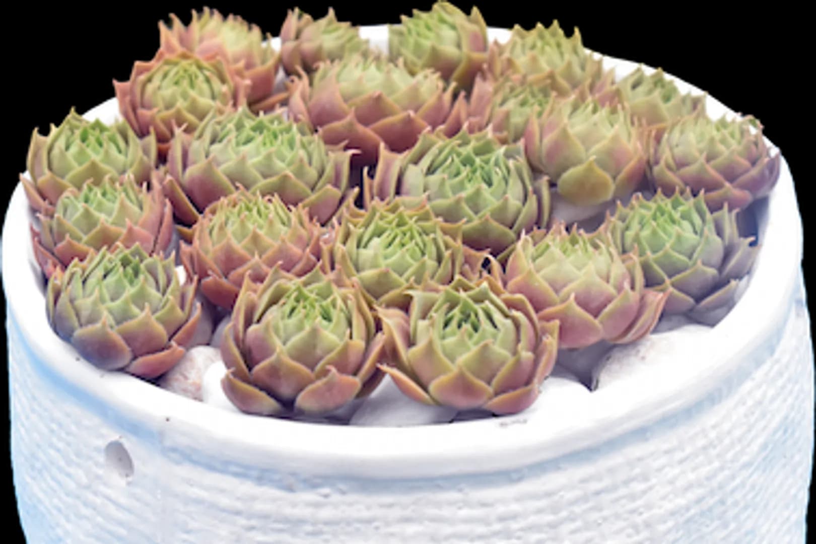 SEMPERVIVUM RED HEART