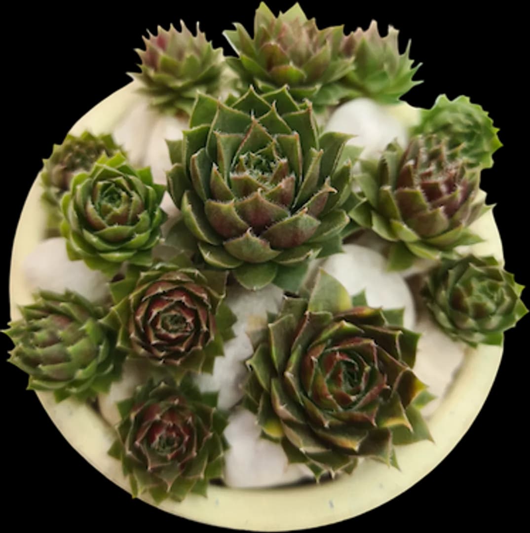 SEMPERVIVUM RED RUBIN