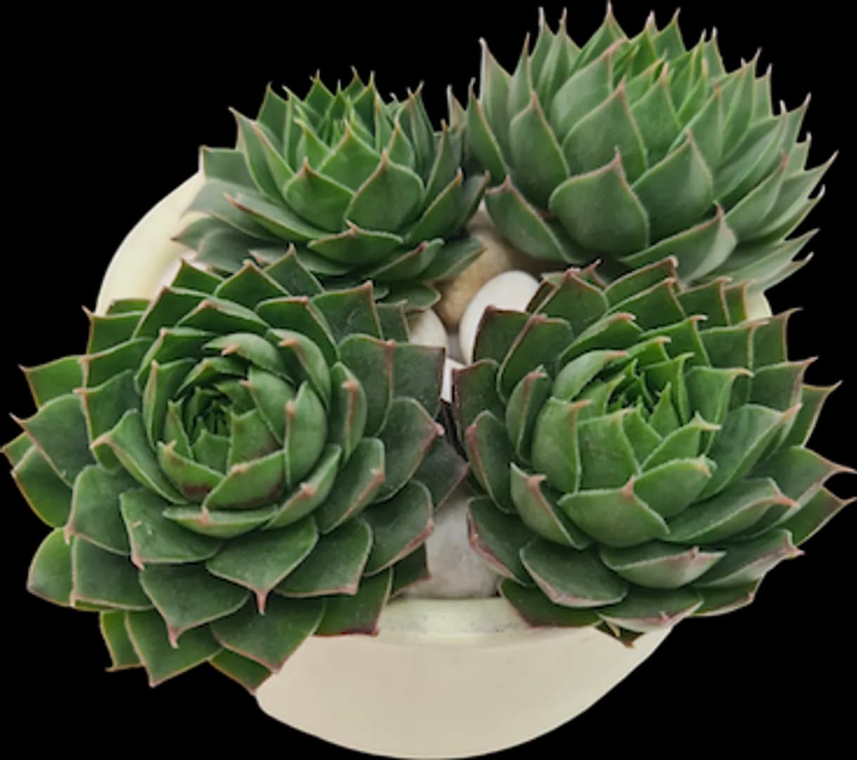 SEMPERVIVUM SILVER KING LRG