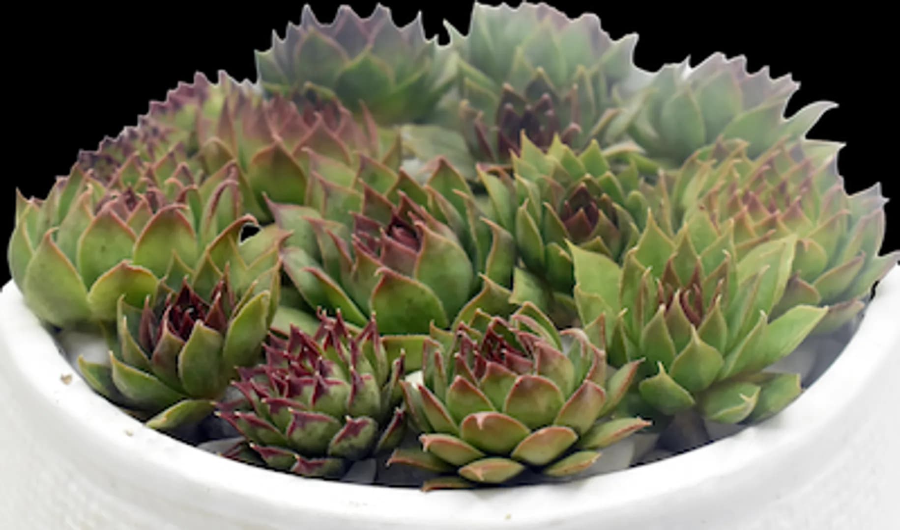 SEMPERVIVUM TIP TOP