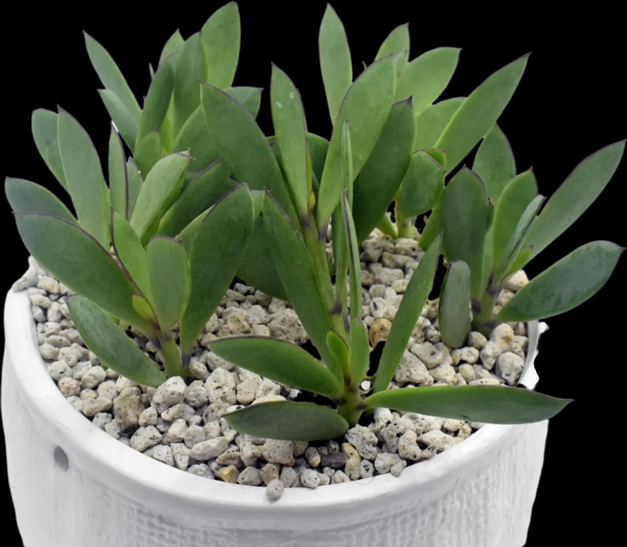 SENECIO CRASSISSIMUS