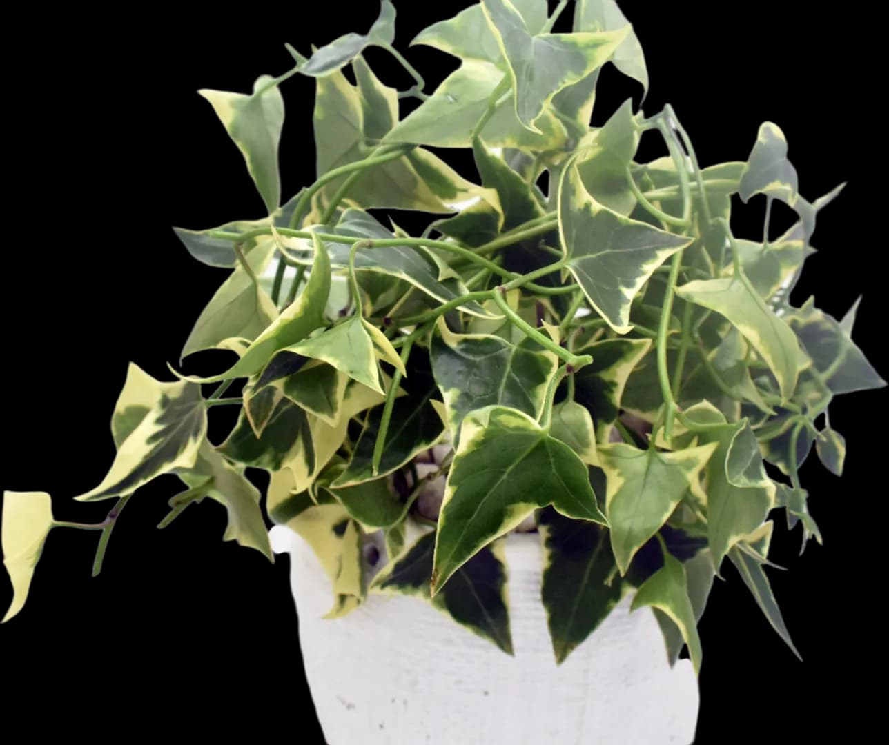 SENECIO MACROGLOSSUS VARIEGATUS