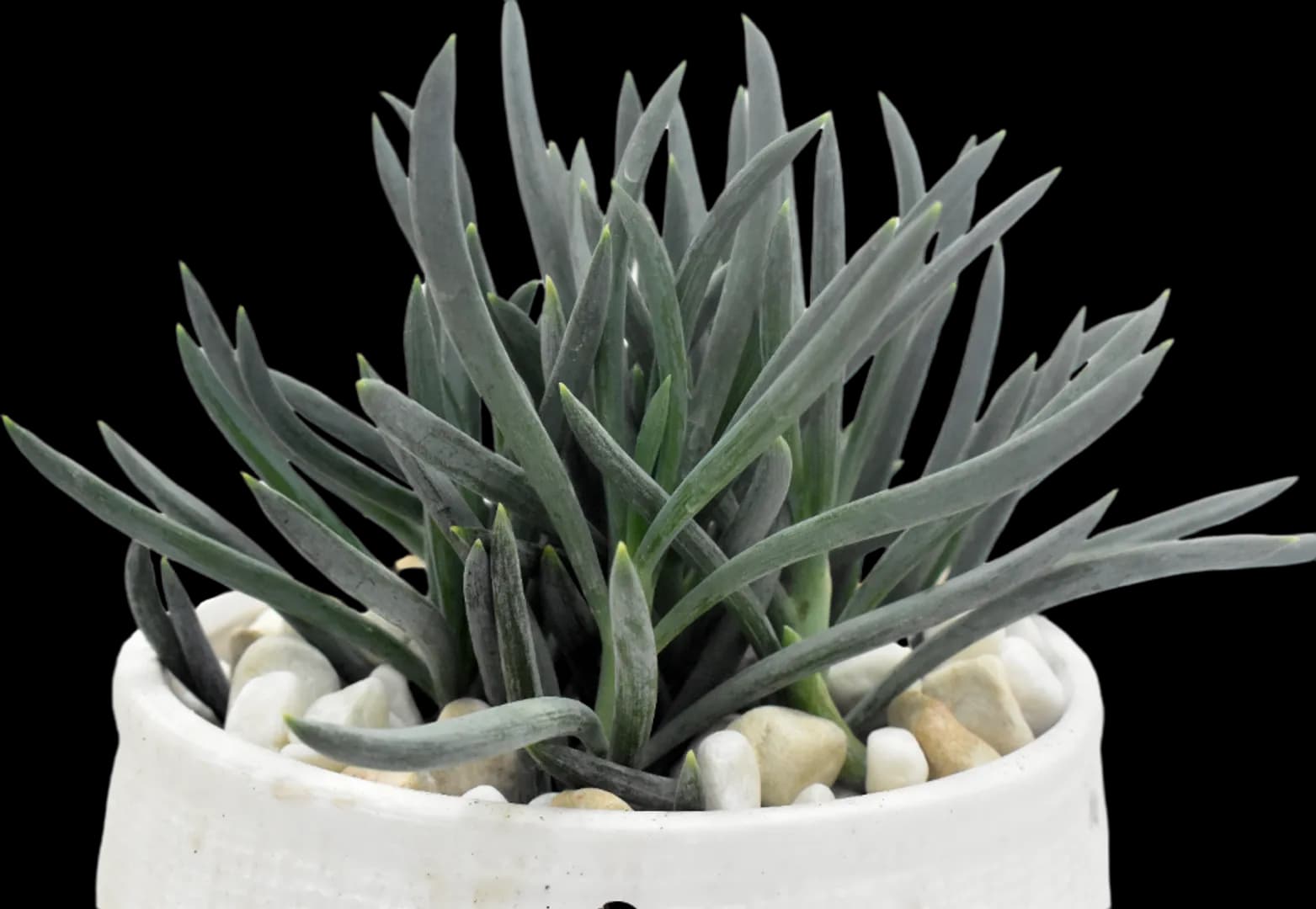 SENECIO SERPENS BLUE CHALKS