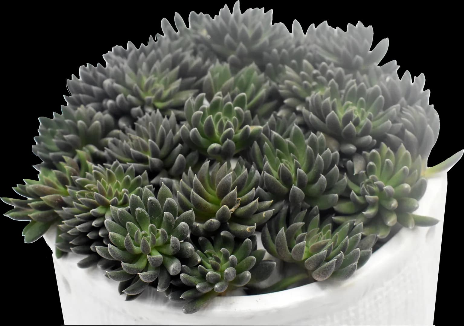 SINOCRASSULA YUNNANENSIS