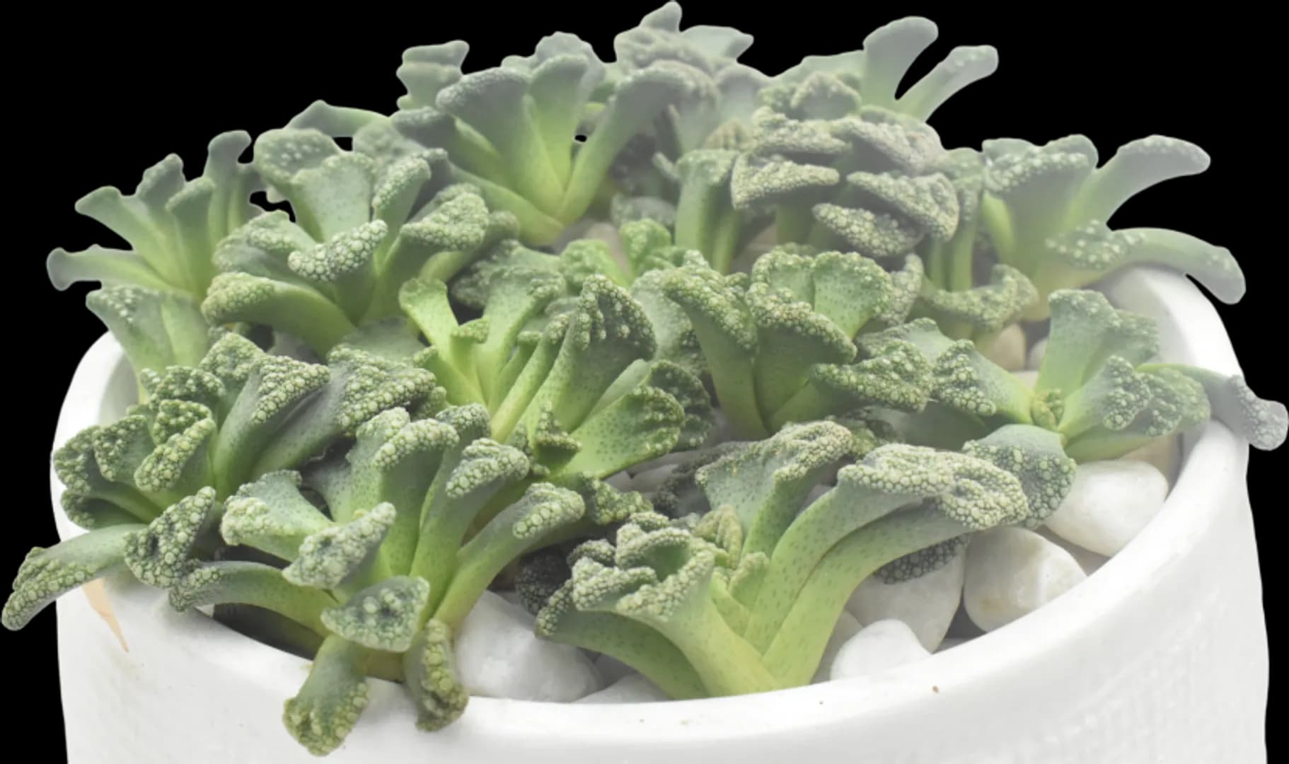 TITANOPSIS SP. CALCAREA