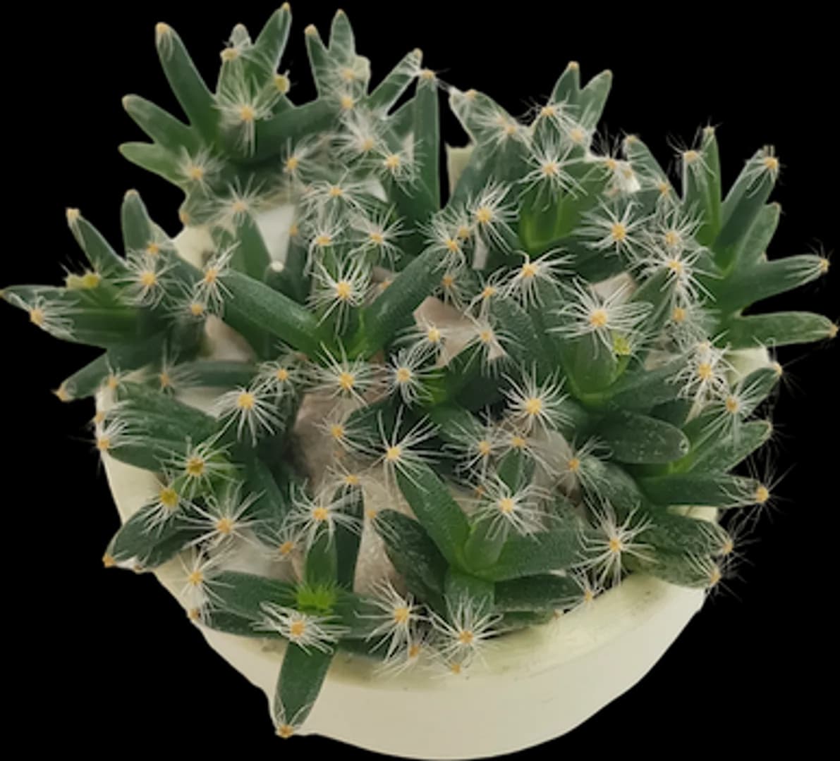 TRICHODIADEMA DENSUM