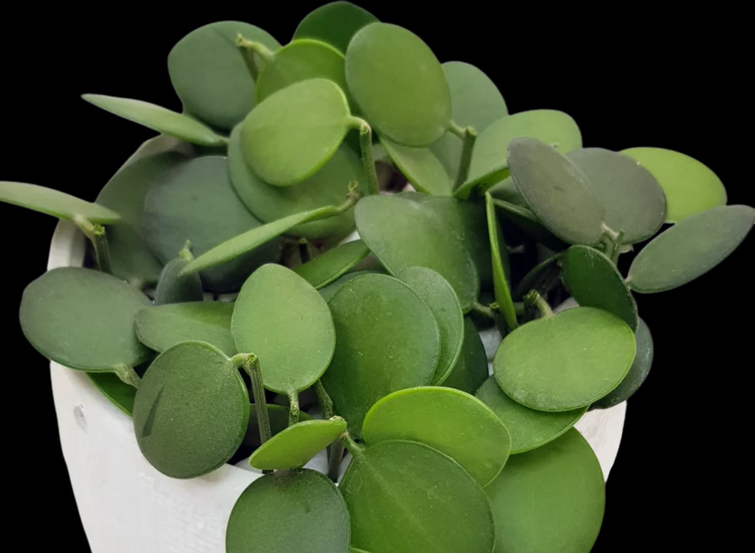 XEROSICYOS DANGUYI STRING OF COINS