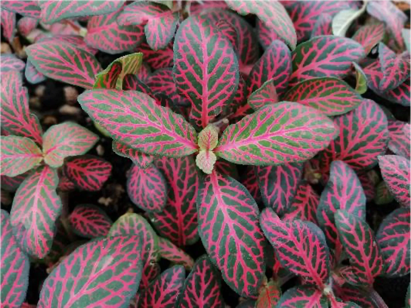 FITTONIA VIBRANT RED MINI