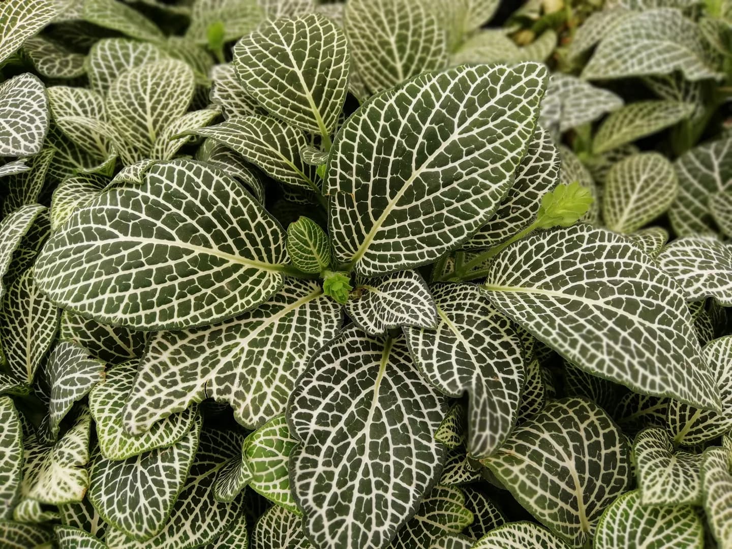 FITTONIA WHITE RETICULATA MAXI