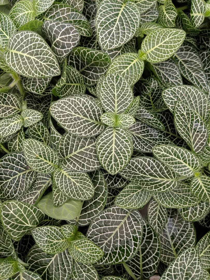 FITTONIA WHITE VEIN MINI