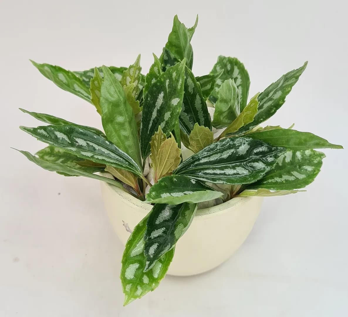 PILEA ALUMINUM PLANT