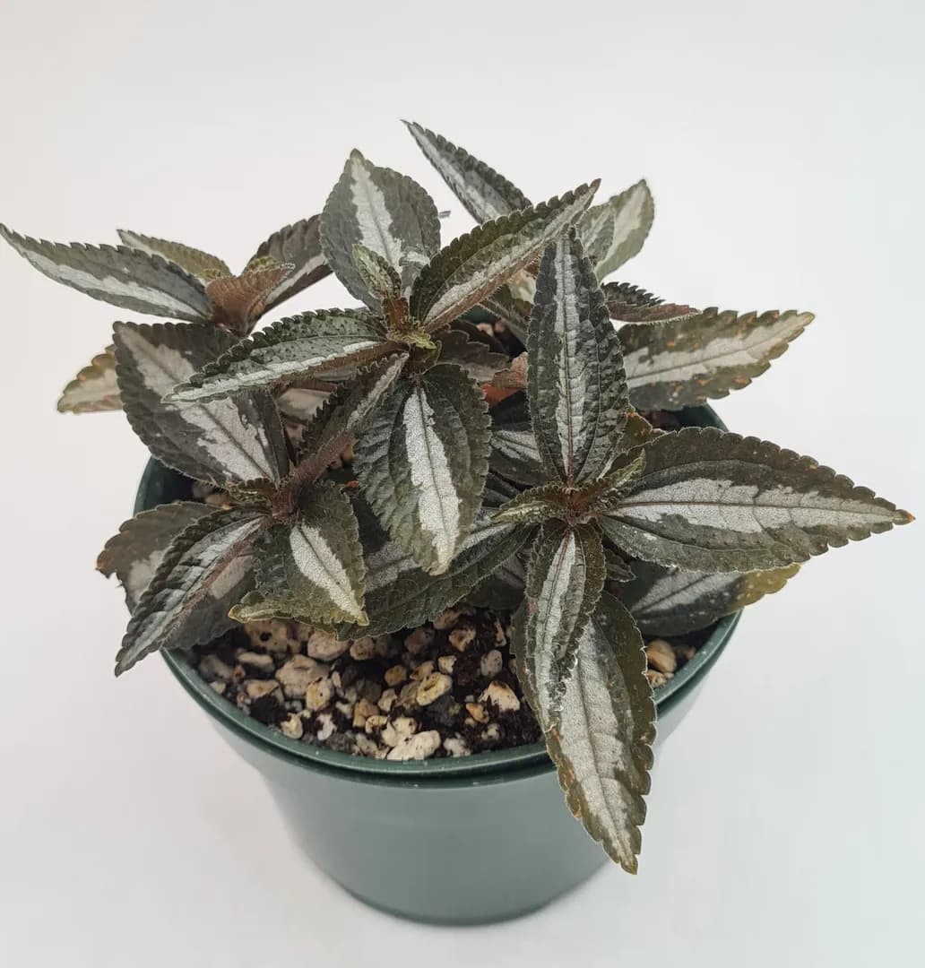 PILEA CADIEREI BRONZE