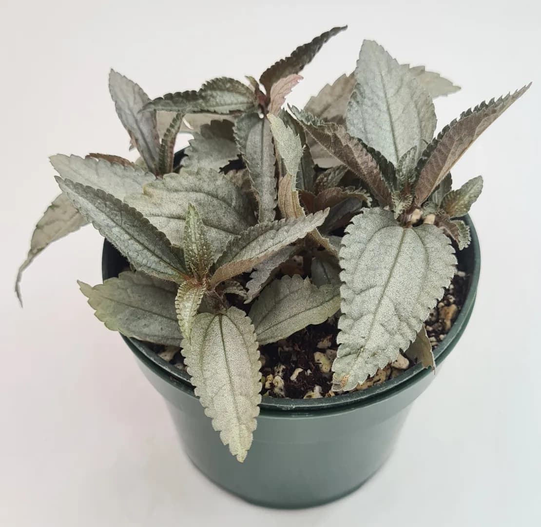 PILEA CADIEREI ELLEN