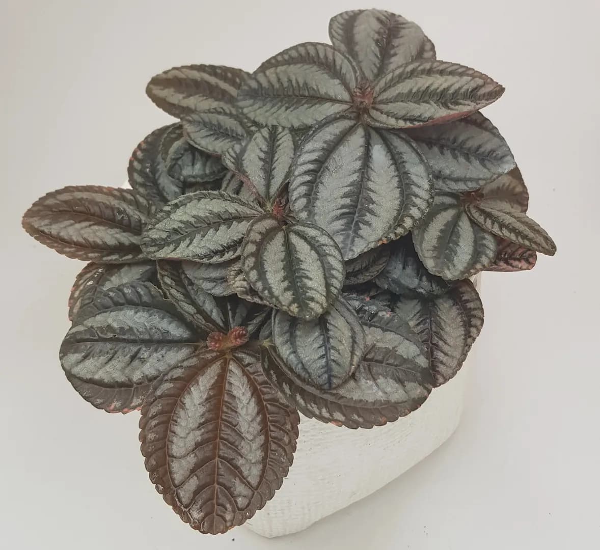 PILEA FRIENDSHIP