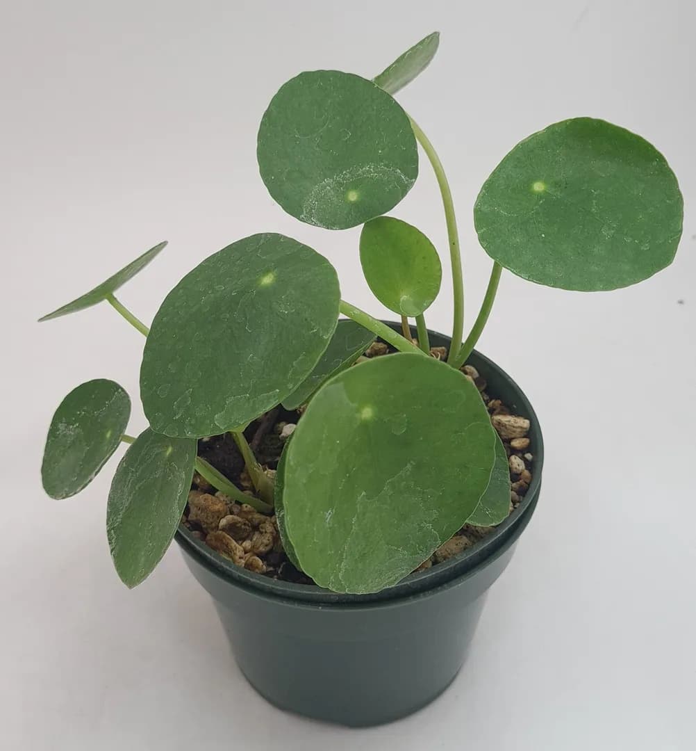 PILEA PEPEROMIOIDES
