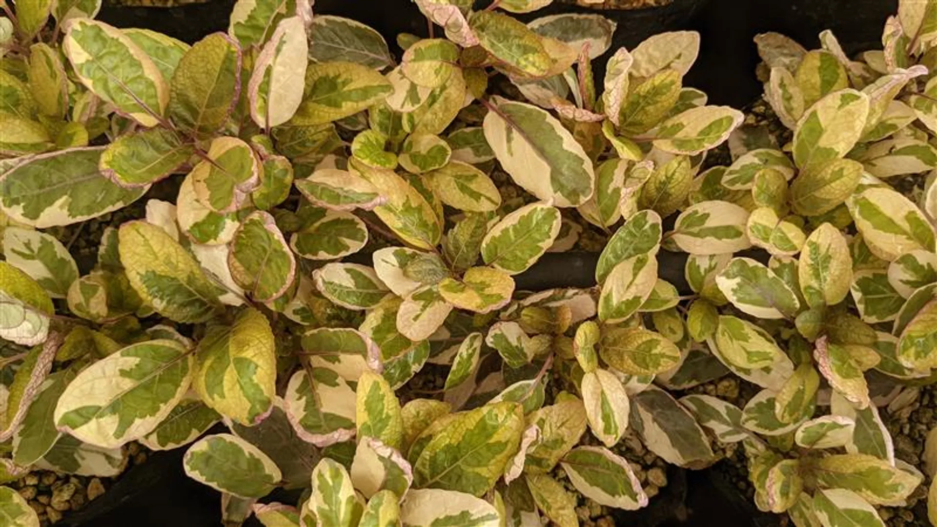 HEMIGRAPHIS EXOTICA BELGIAN WAFFLE PLANT