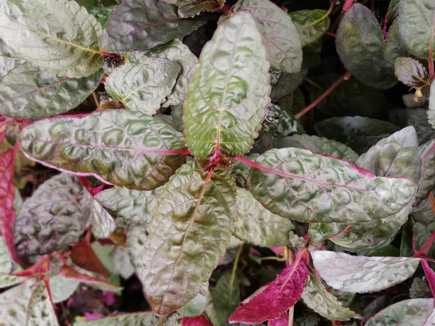 HEMIGRAPHIS EXOTICA PURPLE WAFFLE