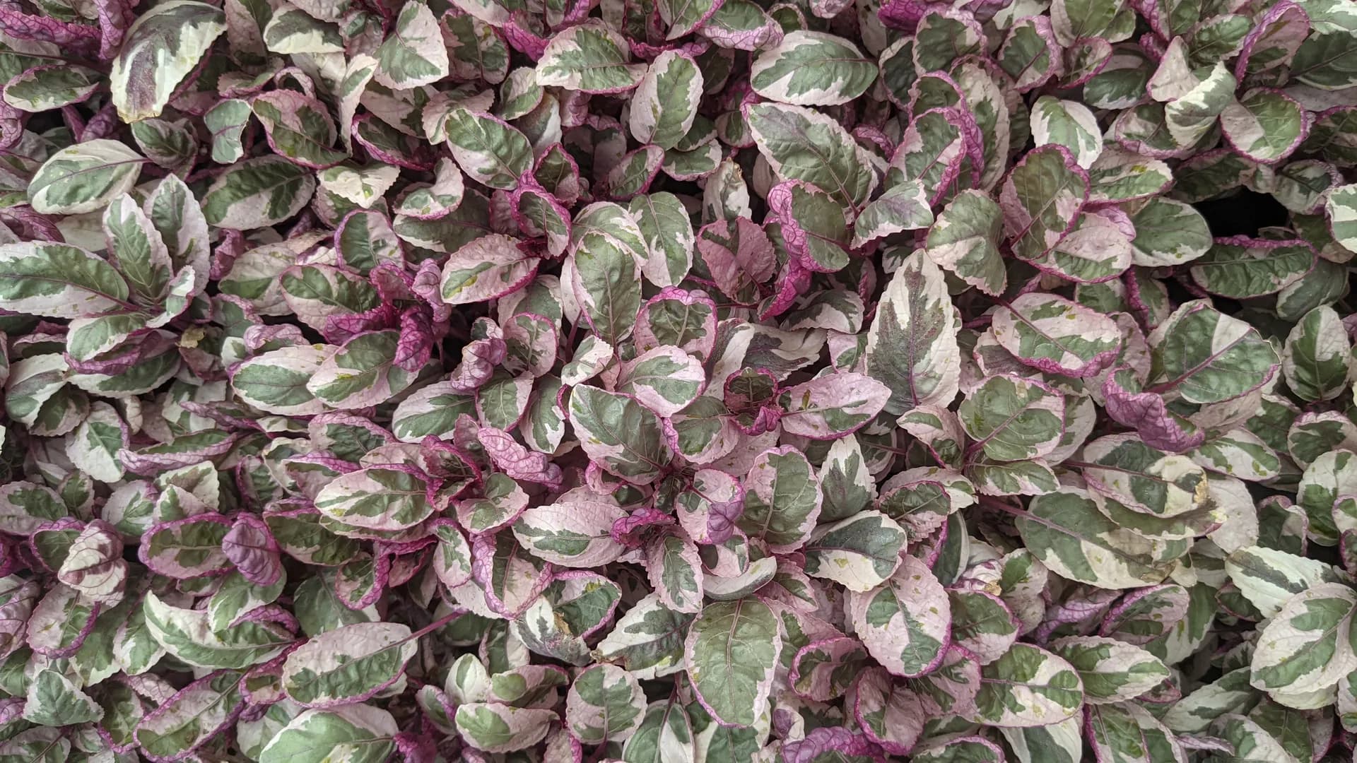 HEMIGRAPHIS EXOTICA SNOW WHITE