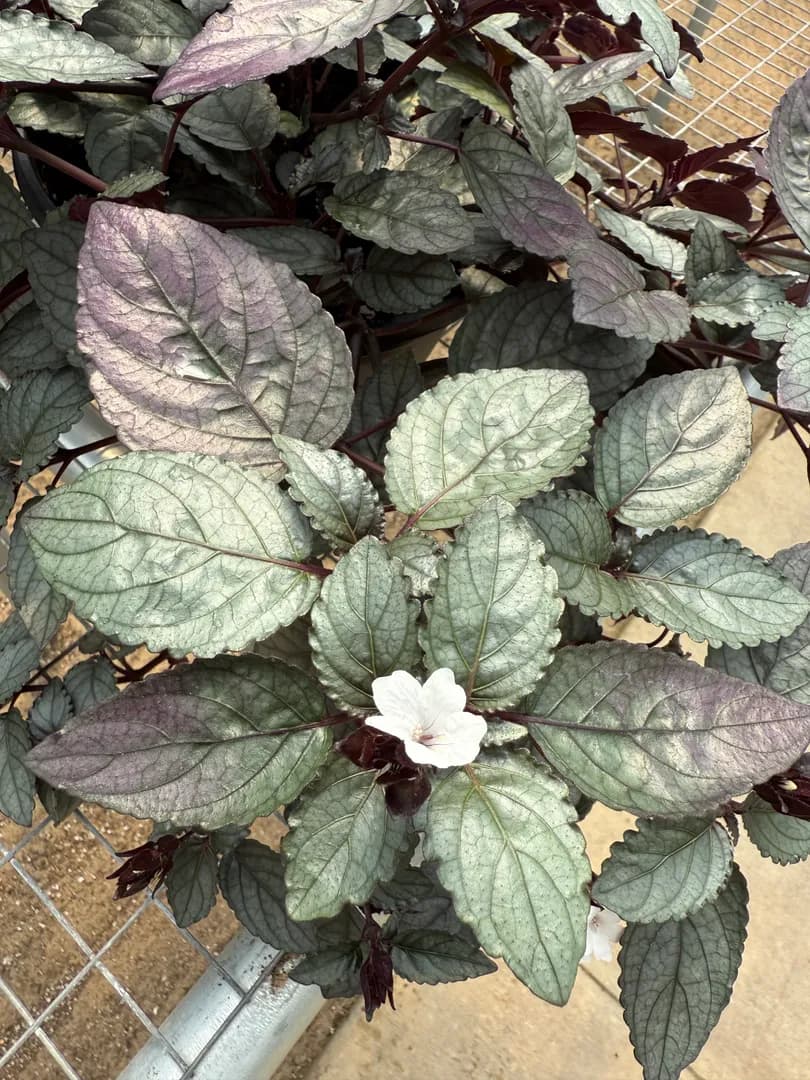 HEMIGRAPHIS EXOTICA SILVER WAFFLE