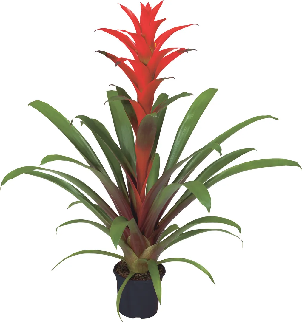 BROM GUZMANIA OSTARA