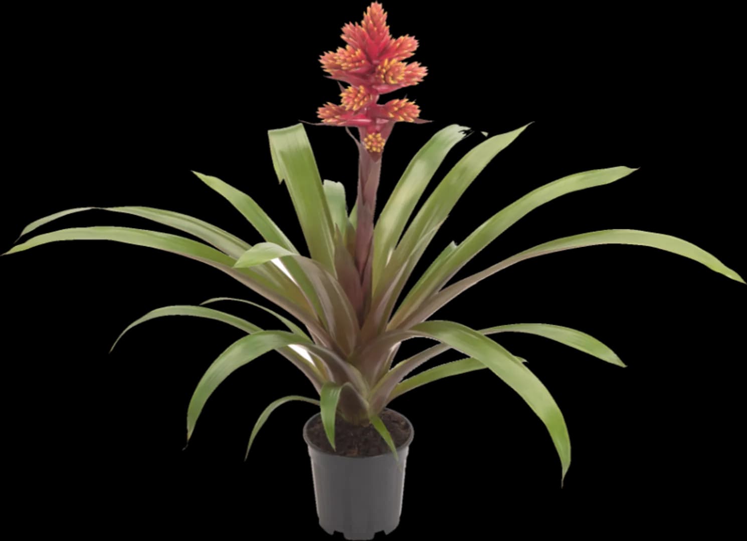 BROM GUZMANIA BRUSH
