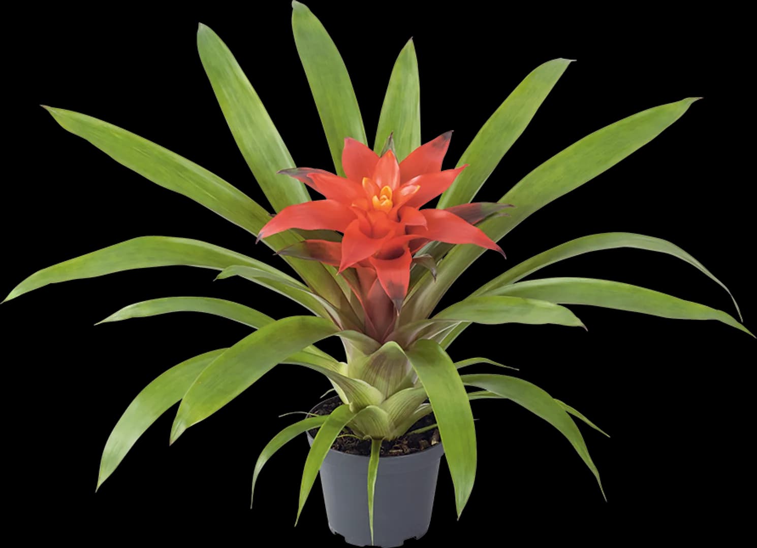 BROM GUZMANIA GLOW