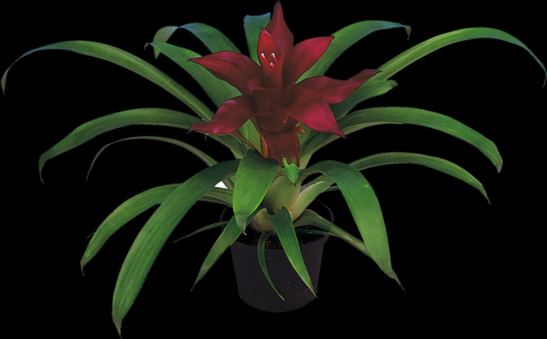 BROM GUZMANIA INTRO