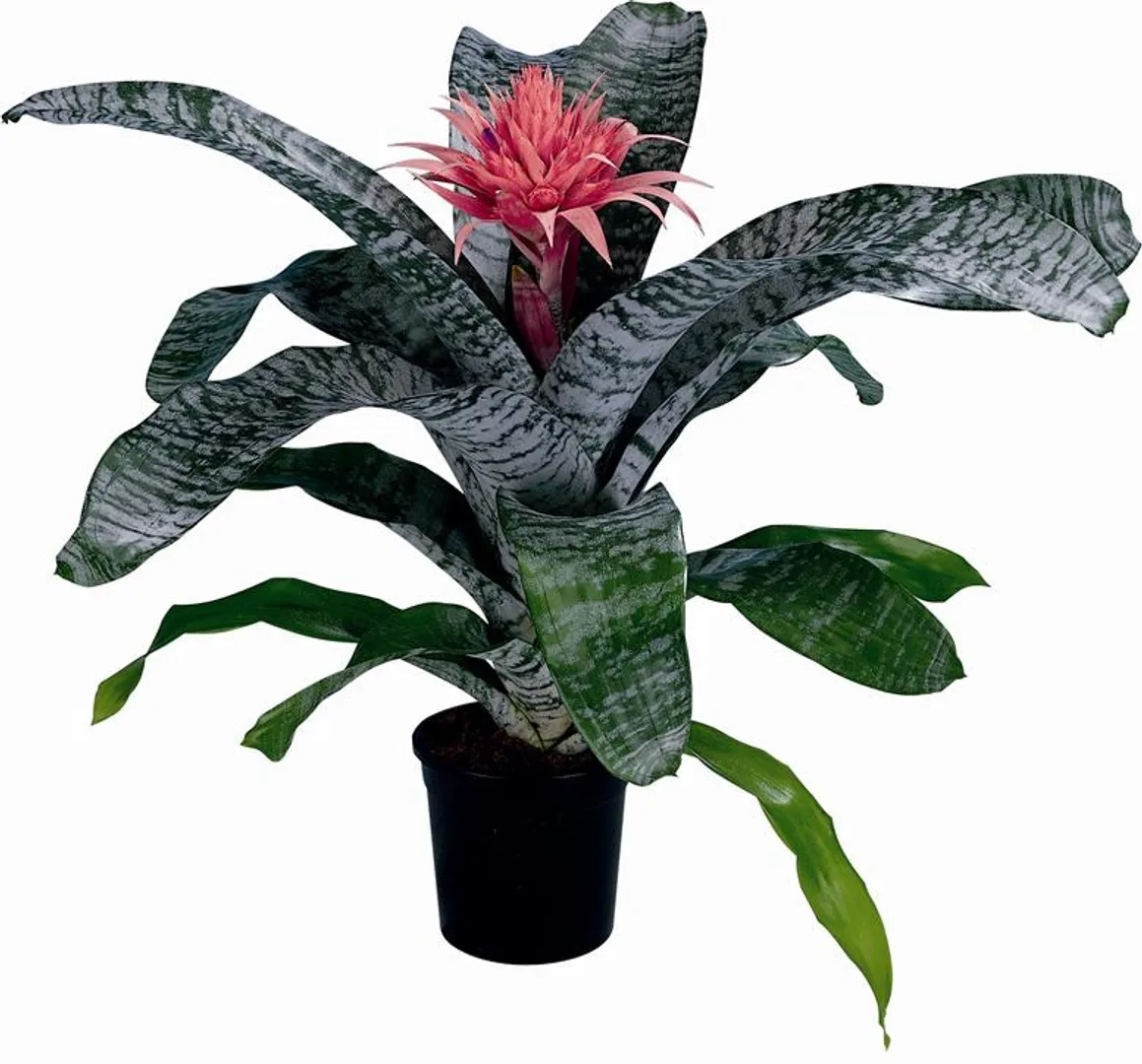 BROM AECHMEA FASCIATA PRIMERA