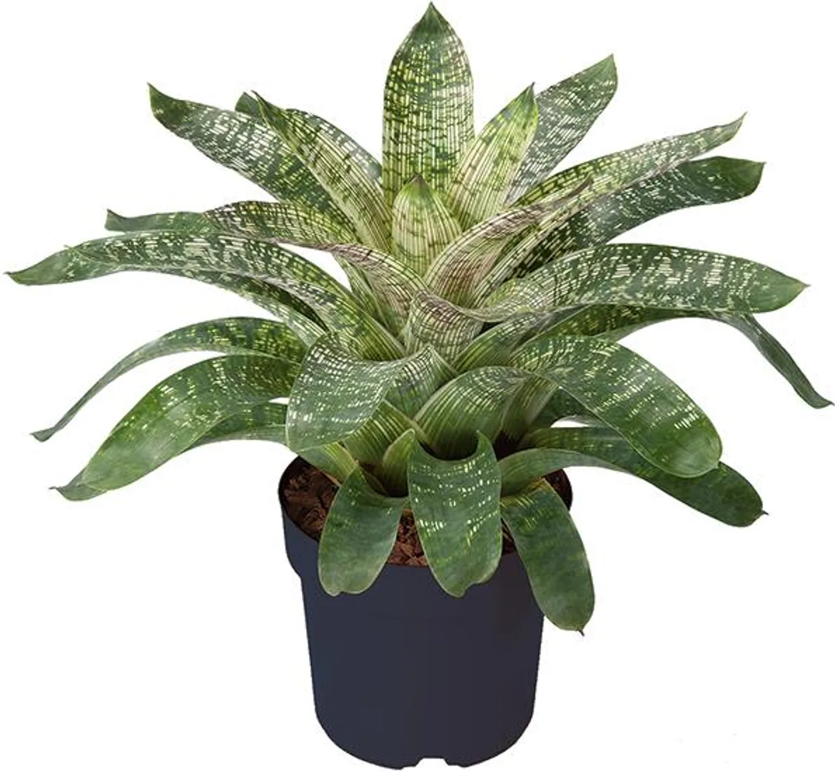 BROM VRIESEA GIGANTEA NOVA