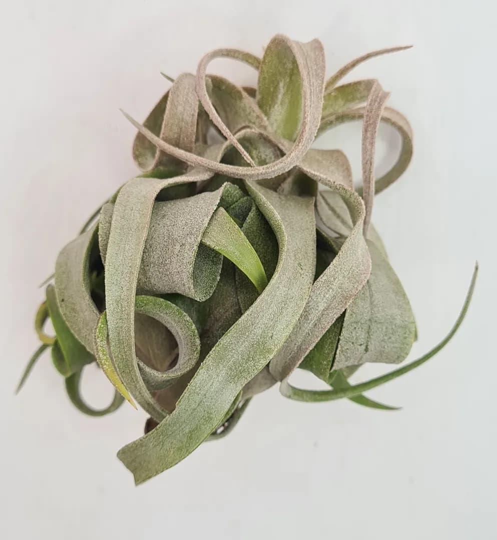 TILLANDSIA STREPTOPHYLLA