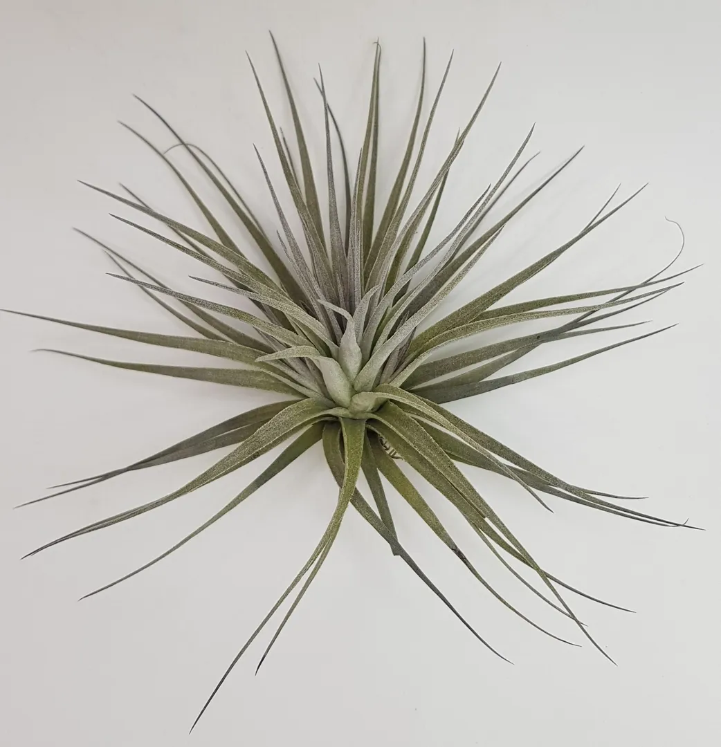 TILLANDSIA STRICTA COTTON CANDY