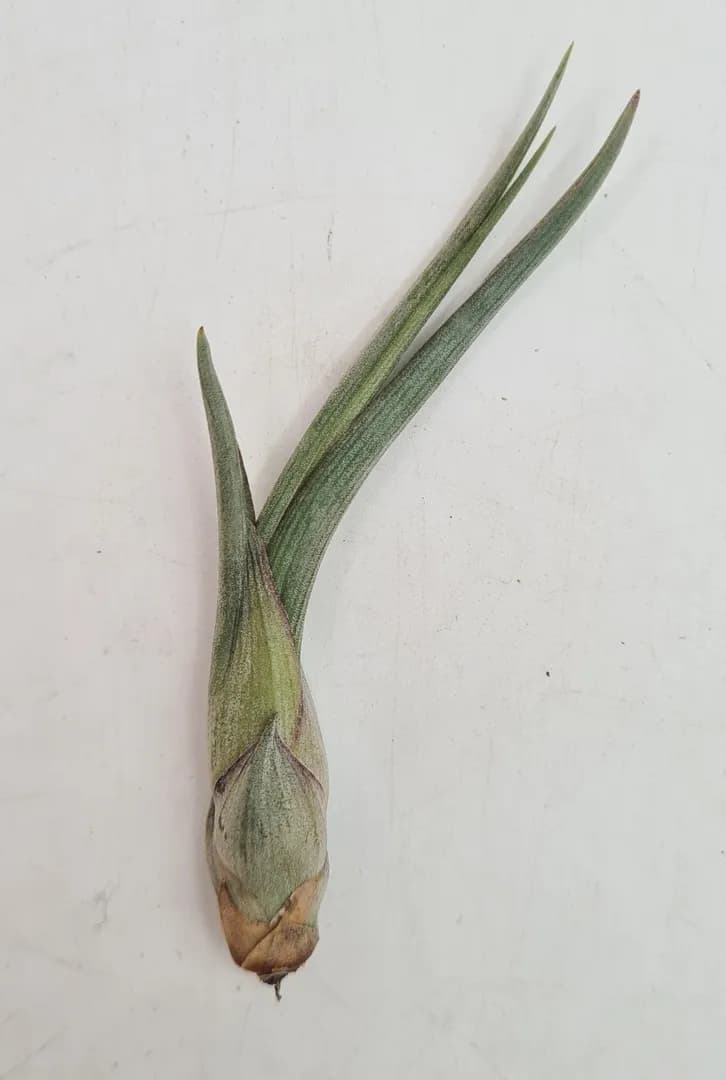 TILLANDSIA BAILEYII