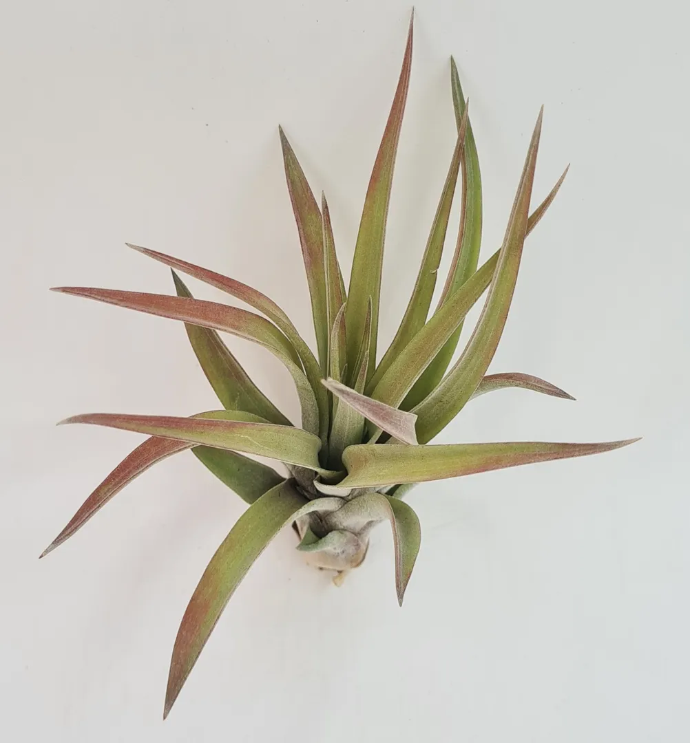 TILLANDSIA BRACH ABDITA VELUTINA