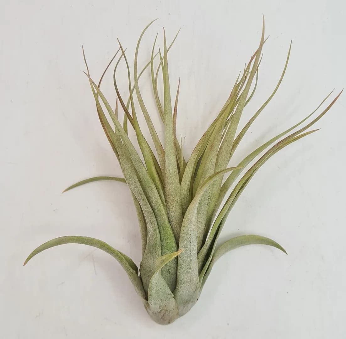 TILLANDSIA BRACH MULTIFLORA