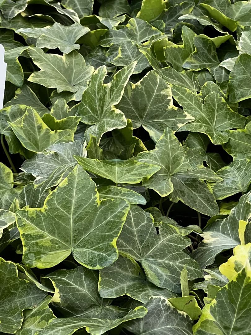 HEDERA GOLD CHILD