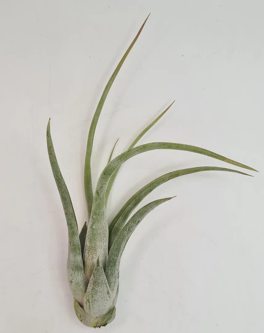 TILLANDSIA CIRCINATA