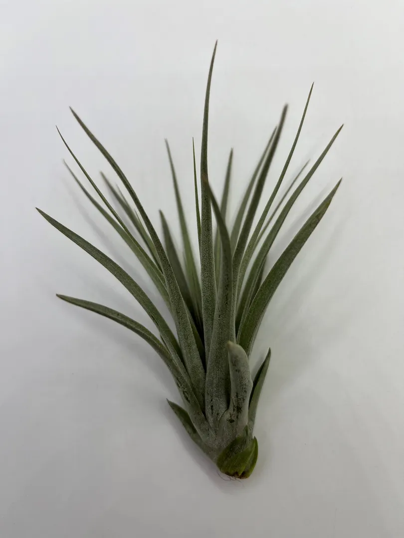 TILLANDSIA HOUSTON
