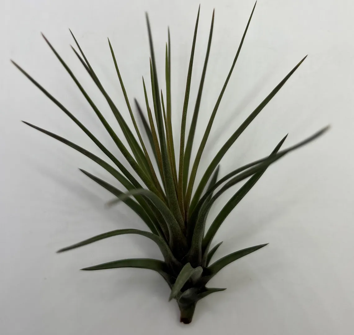 TILLANDSIA MELANOCRATER TRICOLOR