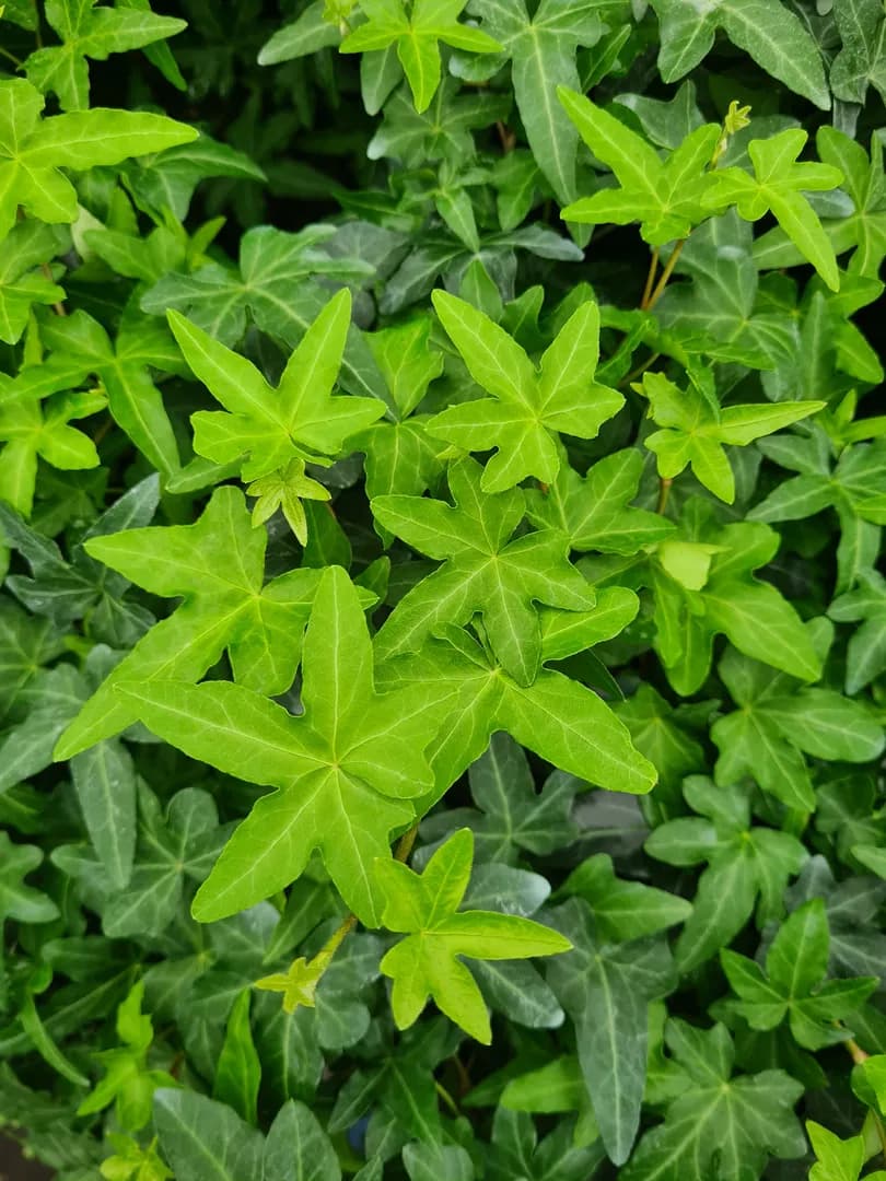 HEDERA ASTERISK