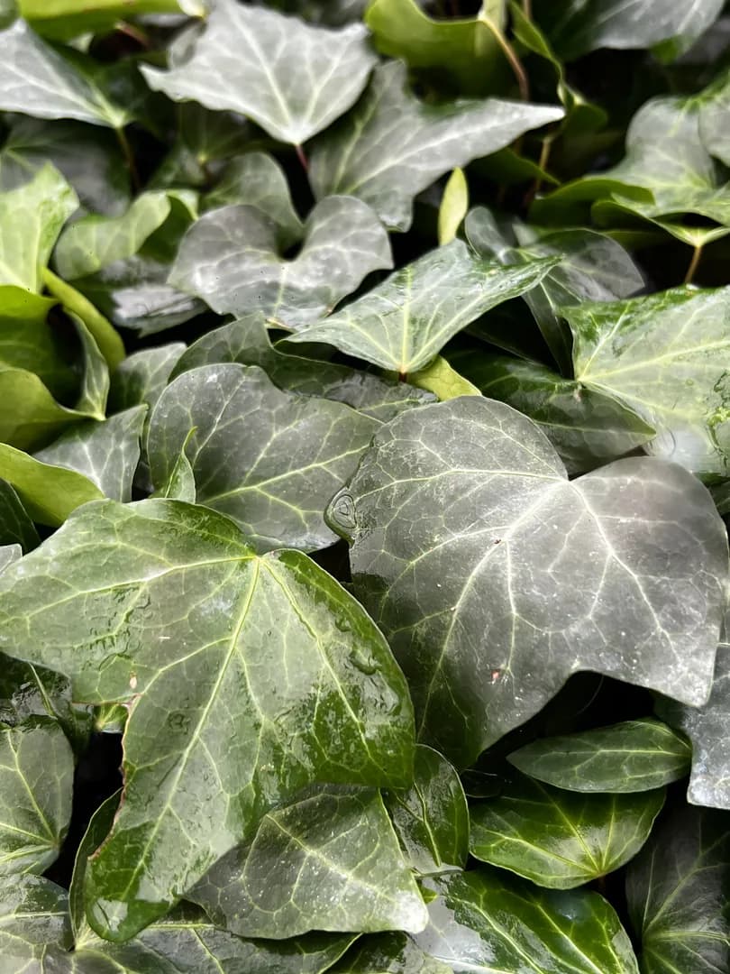 HEDERA CANARIENSIS ALGERIAN