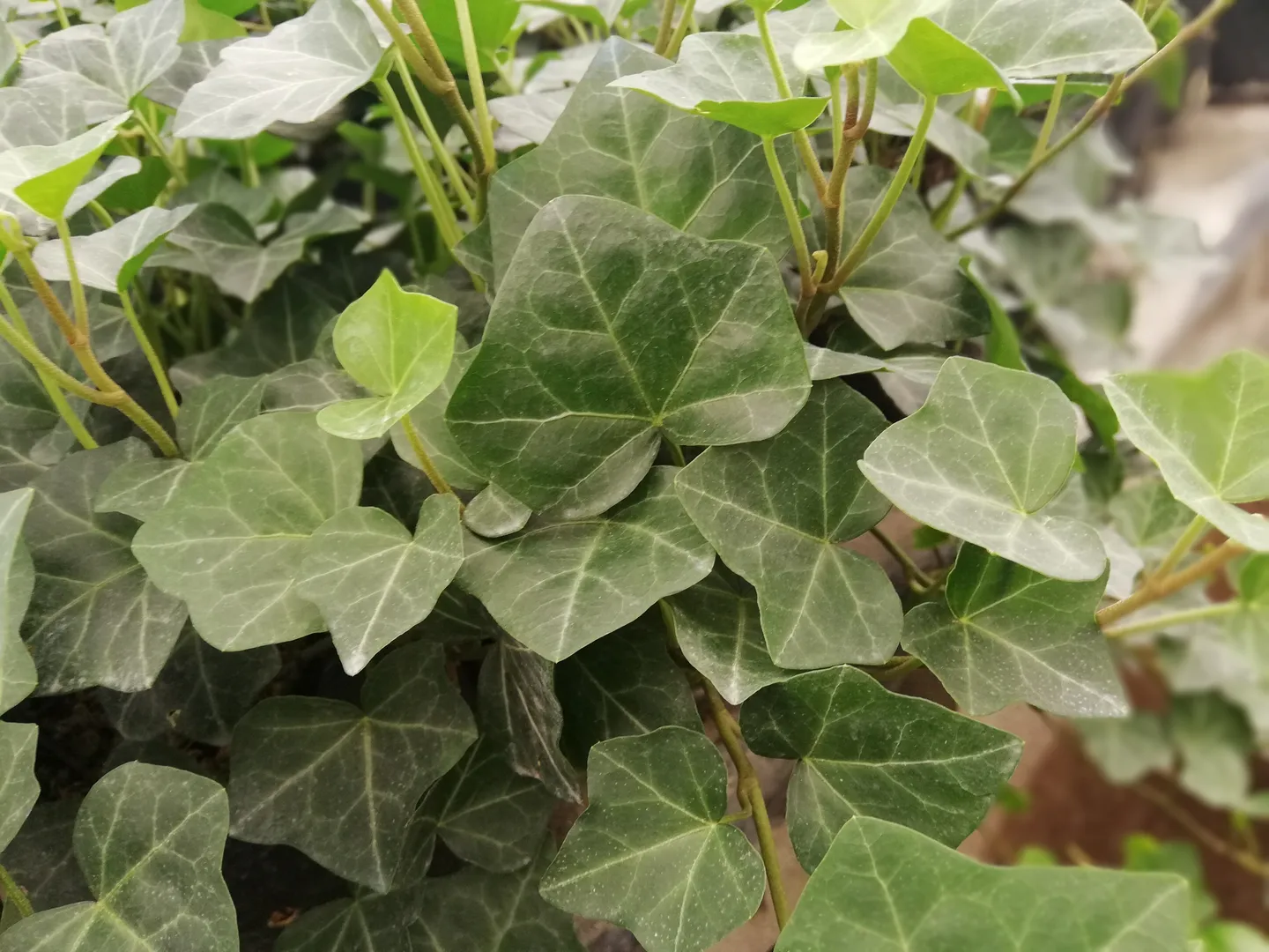HEDERA ENGLISH