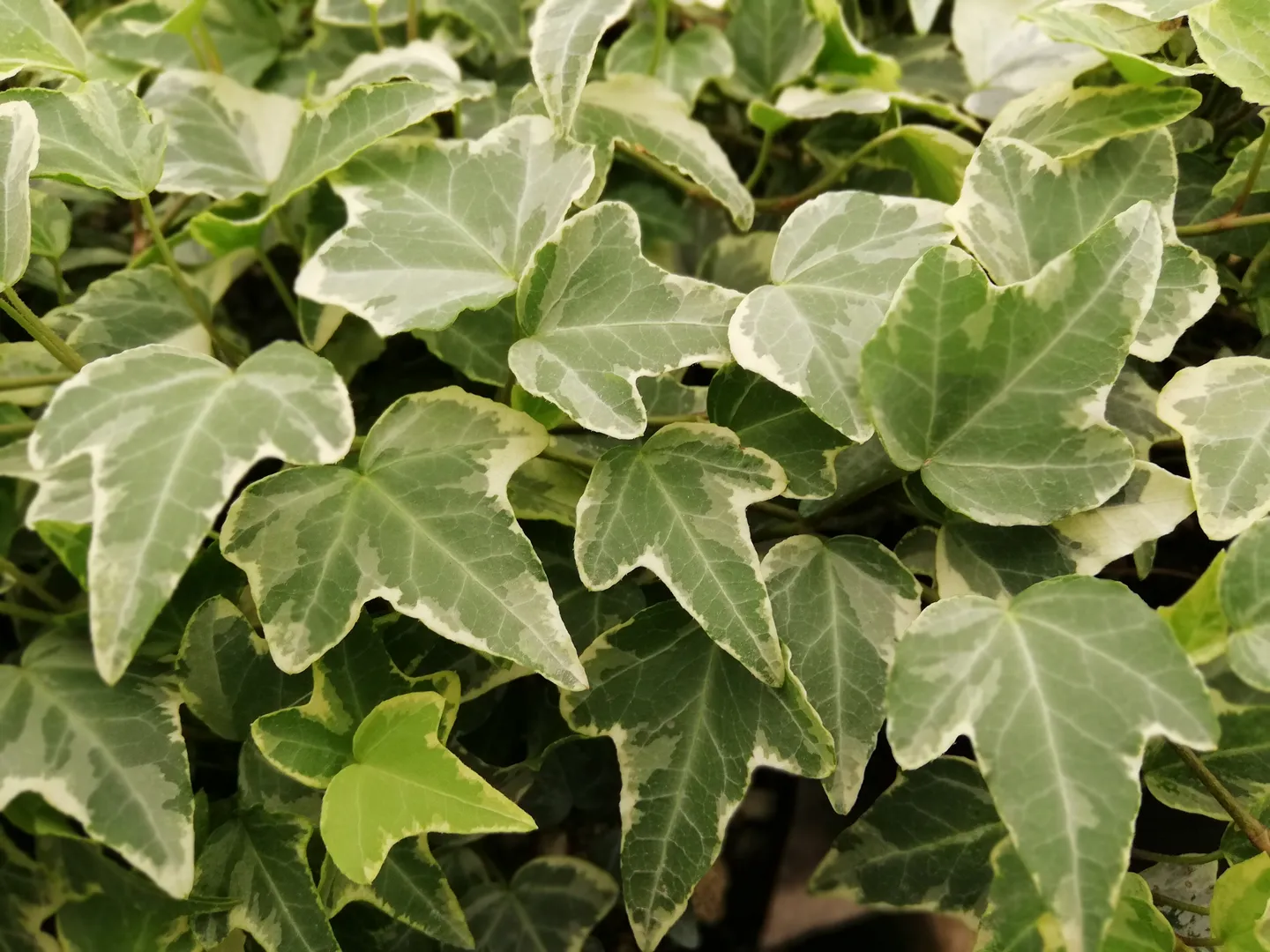 HEDERA GOLDEN ESTHER