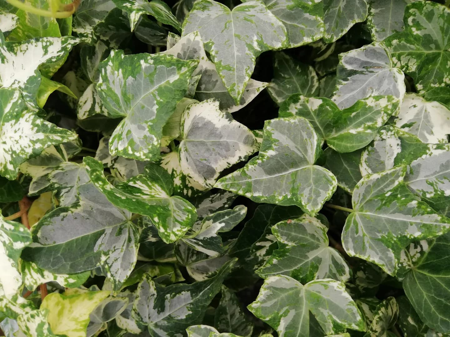 HEDERA MINT KOLIBRI