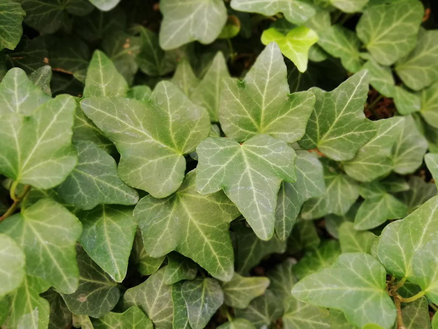 HEDERA SHAMROCK