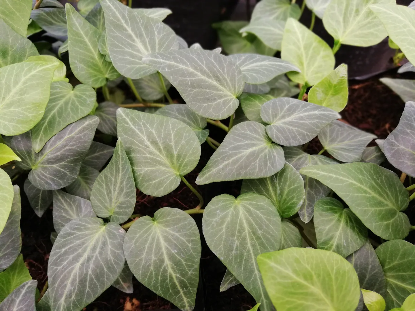 HEDERA TEARDROP